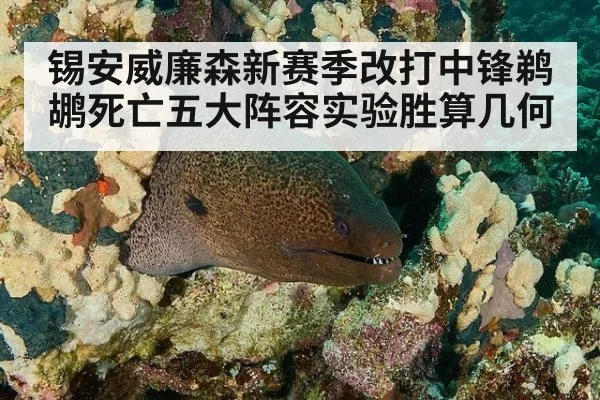 锡安威廉森新赛季改打中锋鹈鹕死亡五大阵容实验胜算几何